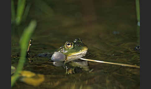 Grünfrosch (Pelophylax spec.)