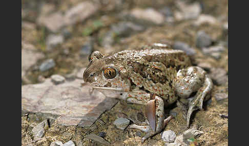 Knoblauchkröte (Pelobates fuscus)