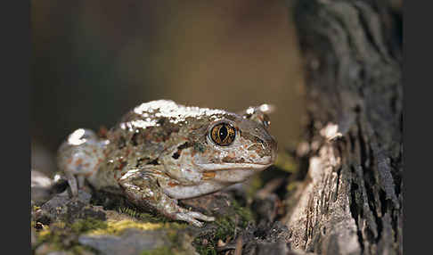 Knoblauchkröte (Pelobates fuscus)