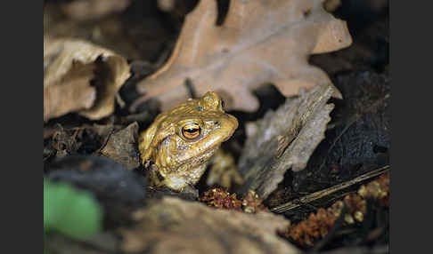 Erdkröte (Bufo bufo)