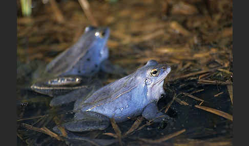 Moorfrosch (Rana arvalis)