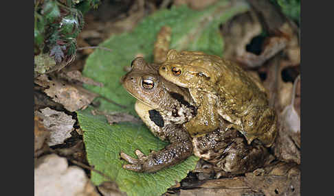 Erdkröte (Bufo bufo)