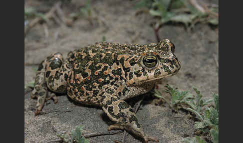 Wechselkröte (Bufo viridis)