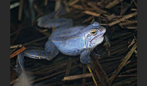 Moorfrosch (Rana arvalis)