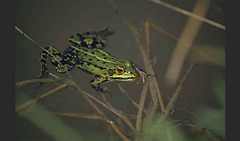 Grünfrosch (Pelophylax spec.)