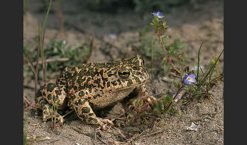 Wechselkröte (Bufo viridis)