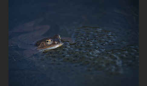 Grasfrosch (Rana temporaria)