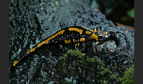 Feuersalamander (Salamandra salamandra)