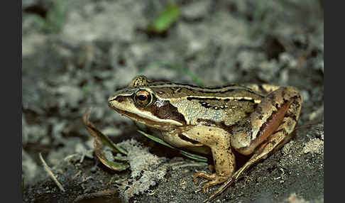 Moorfrosch (Rana arvalis)