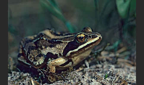 Moorfrosch (Rana arvalis)