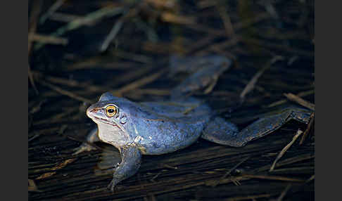 Moorfrosch (Rana arvalis)