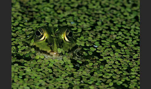 Grünfrosch (Pelophylax spec.)