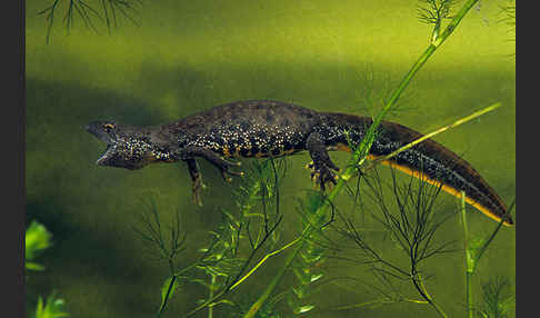 Kammolch (Triturus cristatus)