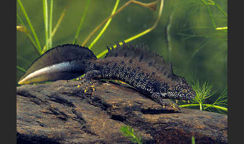 Kammolch (Triturus cristatus)