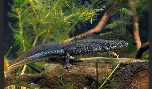 Kammolch (Triturus cristatus)