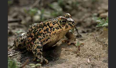 Wechselkröte (Bufo viridis)