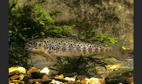 Bachforelle (Salmo trutta fario)