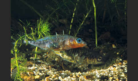 Dreistachliger Stichling (Gasterosteus aculeatus)