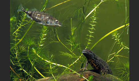 Kammolch (Triturus cristatus)