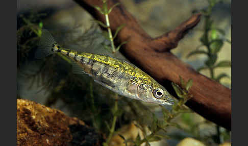 Dreistachliger Stichling (Gasterosteus aculeatus)