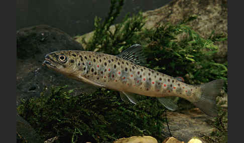 Bachforelle (Salmo trutta fario)