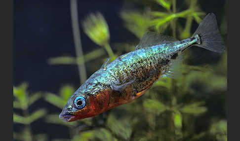 Dreistachliger Stichling (Gasterosteus aculeatus)