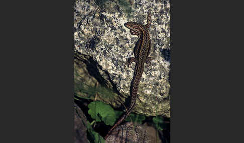 Waldeidechse (Lacerta vivipara)