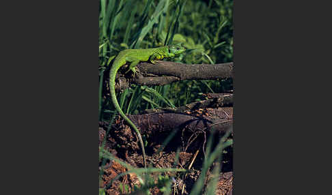 Westliche Smaragdeidechse (Lacerta bilineata)