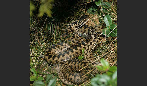 Kreuzotter (Vipera berus)