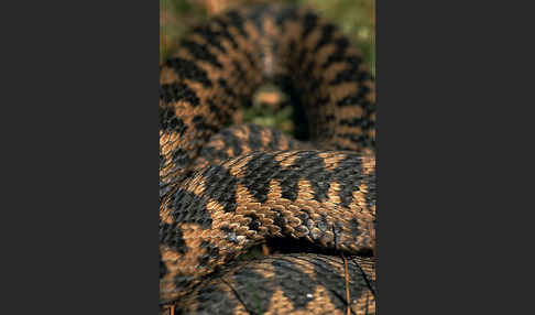 Kreuzotter (Vipera berus)