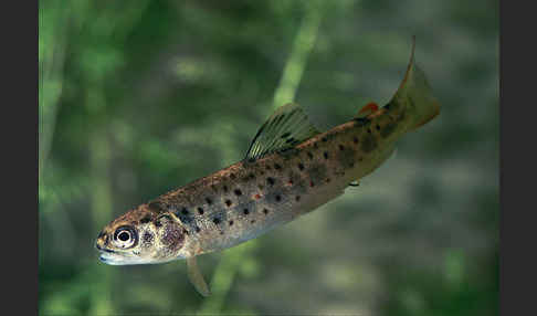 Bachforelle (Salmo trutta fario)