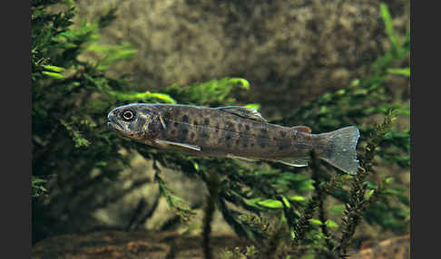 Bachforelle (Salmo trutta fario)