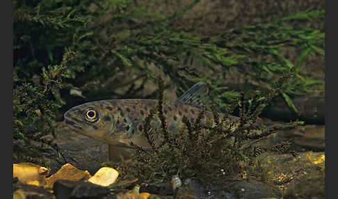 Bachforelle (Salmo trutta fario)