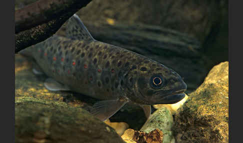 Bachforelle (Salmo trutta fario)