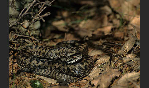 Kreuzotter (Vipera berus)