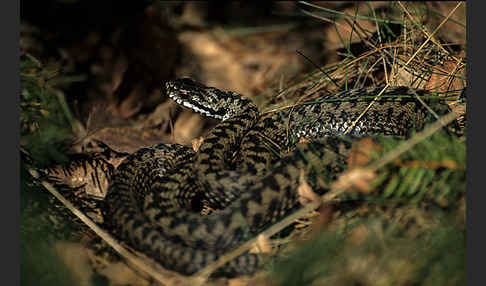 Kreuzotter (Vipera berus)