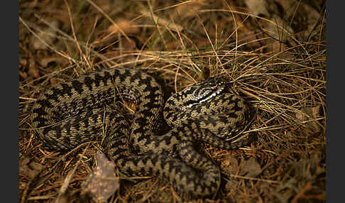 Kreuzotter (Vipera berus)