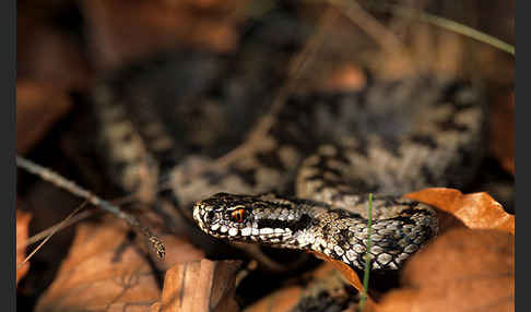 Kreuzotter (Vipera berus)