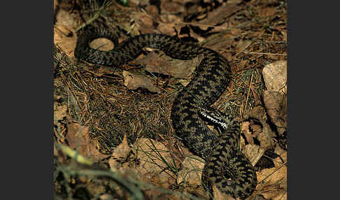 Kreuzotter (Vipera berus)