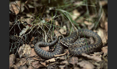 Kreuzotter (Vipera berus)