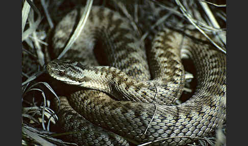 Kreuzotter (Vipera berus)