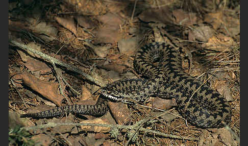 Kreuzotter (Vipera berus)