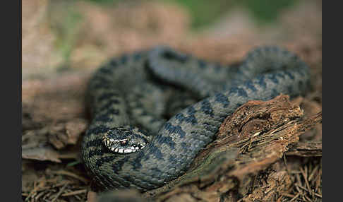 Kreuzotter (Vipera berus)