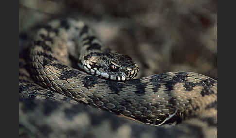 Kreuzotter (Vipera berus)