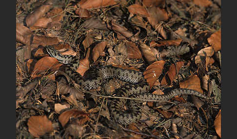 Kreuzotter (Vipera berus)