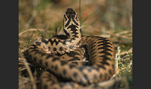 Kreuzotter (Vipera berus)