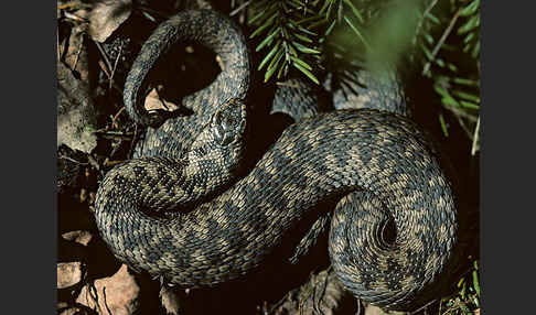 Kreuzotter (Vipera berus)