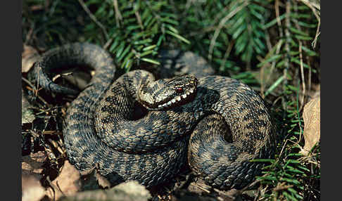 Kreuzotter (Vipera berus)