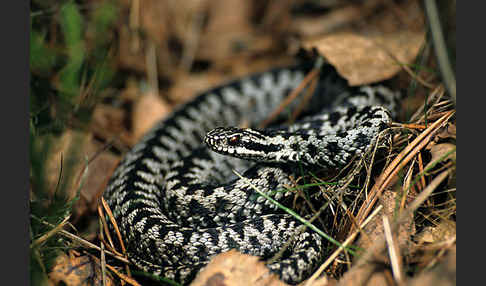 Kreuzotter (Vipera berus)