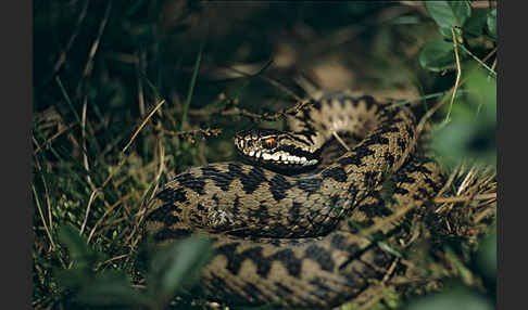 Kreuzotter (Vipera berus)